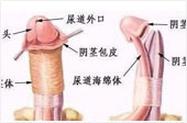包皮包莖